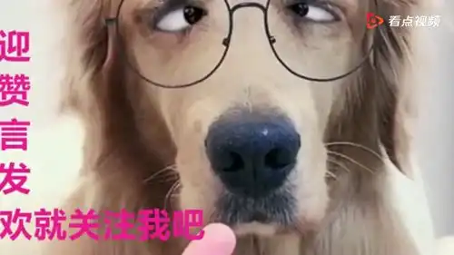 哈士奇胖成猪还不让说,另外一只扭头就走实在太搞笑了
