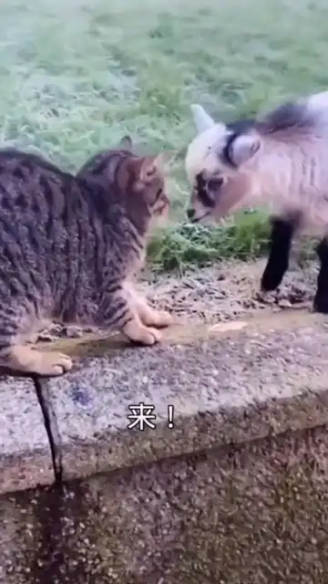 开心一刻搞笑动物配音
