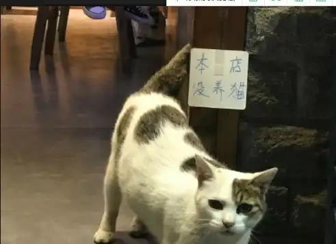 论安全带的重要性
