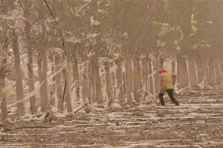 石狮日报数字报新疆遭遇大风侵袭

