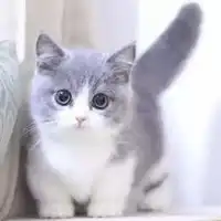 英短头像蓝白英短猫咪头像
