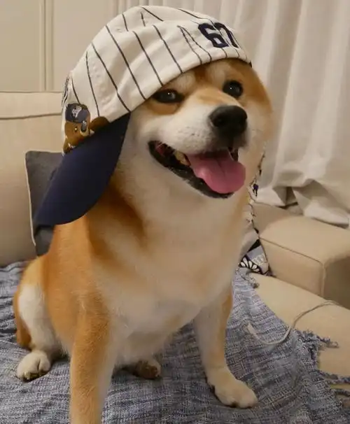 狗狗可爱表情包天生