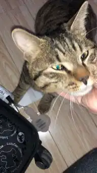 你们家的猫都叫什么名字,又有什么有趣的故事
