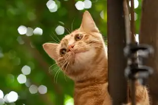 爬树猫
