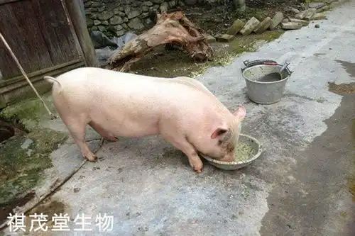 16个治猪病省钱的食疗方法最后1个养猪高手狂推荐防治猪病就用黄芪多糖
