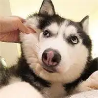 二哈图片搞笑头像微信头像图片大全
