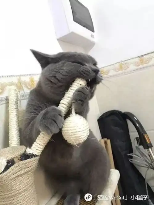 别人家的猫都是高冷美仙子,就我家的是来地球搞笑的猫圈话题
