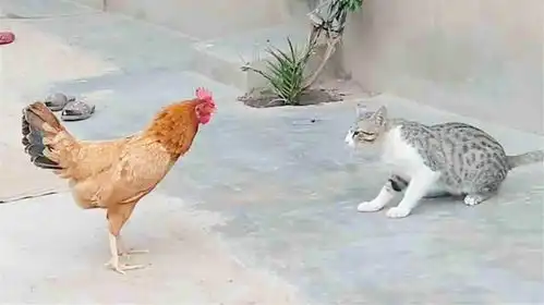 猫咪和母鸡打架,打斗的过程中百招齐出,场面笑的人肚子疼
