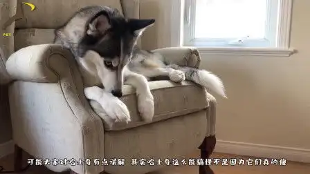 作为上帝创造狼时打的草稿,哈士奇的搞笑本领是与生俱来的
