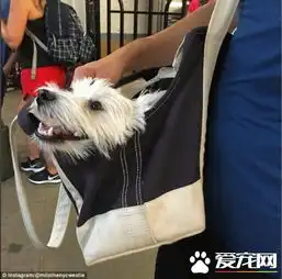 太有爱美国纽约地铁上狗狗是被这样带上的
