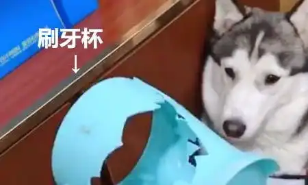 二哈搞破坏玩嗨了,一不留神撕碎了钱,被惩罚的眼神也是没谁了
