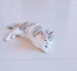 英短三花六个月母猫
