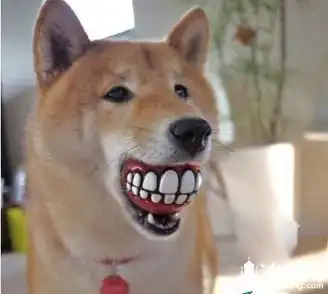 狗狗可爱表情包斜眼