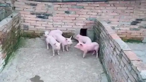小猪仔们的搞笑操作,我看起来有那么可怕吗
