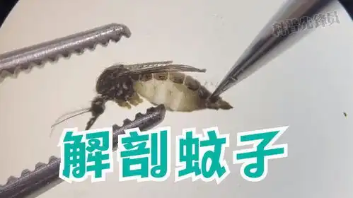 蚊子身体解剖,里面到底长什么样