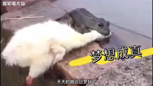 赖蛤蟆终于梦想成真吃到天鹅了
