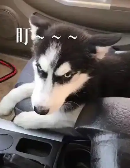 到医院接哈士奇,本想是温馨的场景,结果看到它的表情..笑疯了
