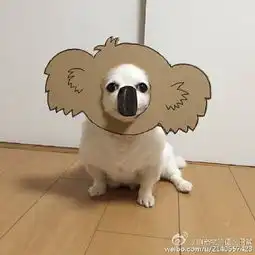 搞笑的汪星人硬纸壳cos图片大全该配合你演出的我视而不见
