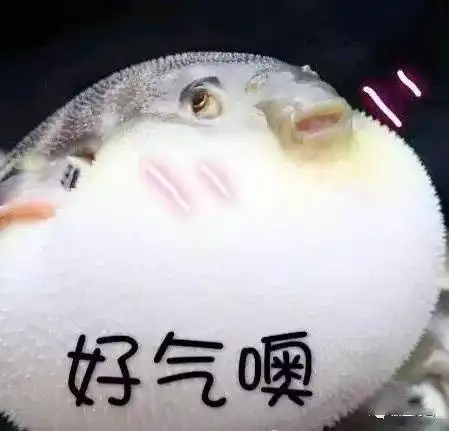 气鼓鼓的河豚