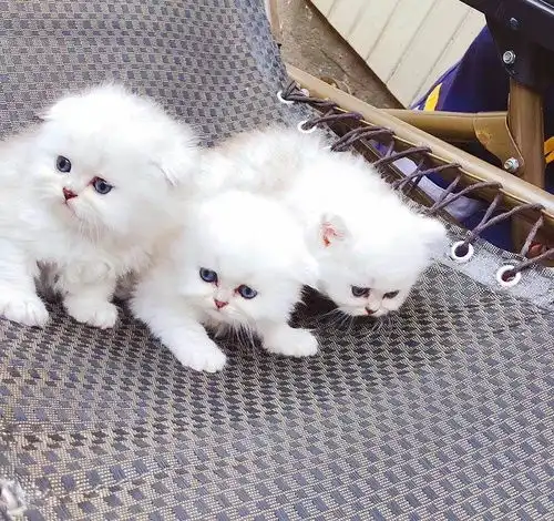 江浙沪自家猫咪找新家美短起司英短渐层蓝猫...