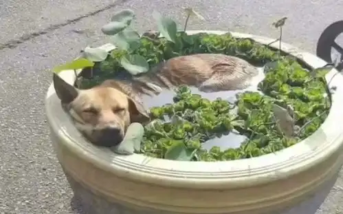 搞笑gif趣图少年,我猜你马上就要单身
