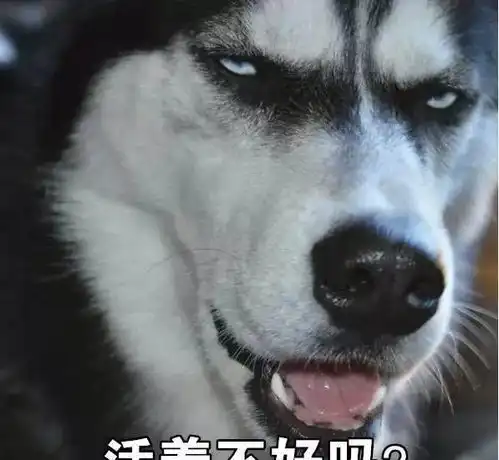 又一批新鲜出炉的二哈表情包,网友笑侃二哈还是那个二哈
