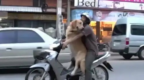 狗子的那些趣事骑着摩托带狗狗兜风,你可真会玩
