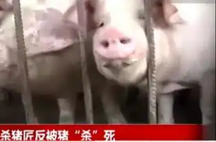 尴尬了我的杀猪匠杀猪不成反被杀
