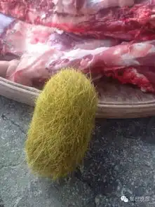 男子杀猪掏出620克怪蛋疑是名贵中药猪砂
