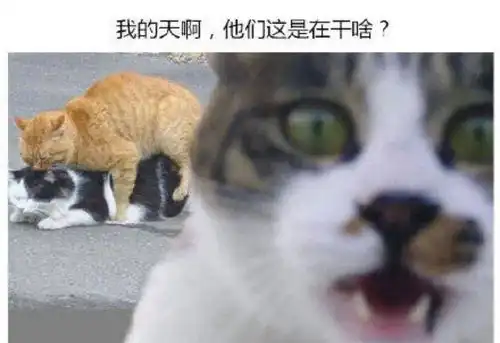 5月20日,有什么适合单身狗的发朋友圈文案
