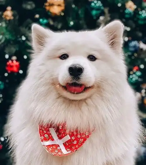 一只自带眼影的萨摩火遍全网,网友疯了这是什么神仙颜值
