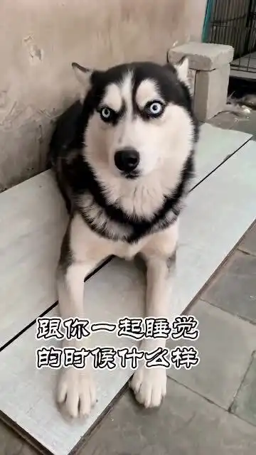 论一只狗睡觉时候的样子,这二哈也太搞笑了
