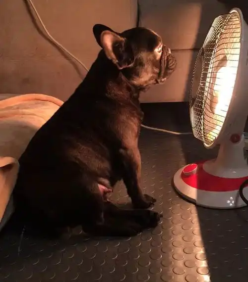 降温以后最注意保暖的竟然是狗子
