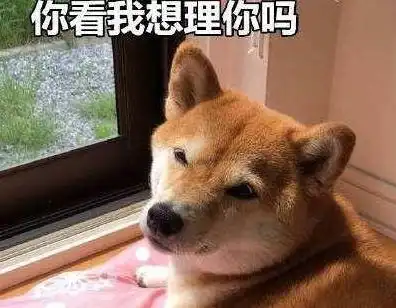 贱名好养活盘点那些让人笑喷的狗狗名字,叫猪狗的过分了啊