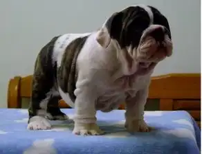 自家繁殖英法斗犬品样齐全可全天上门挑选看父母
