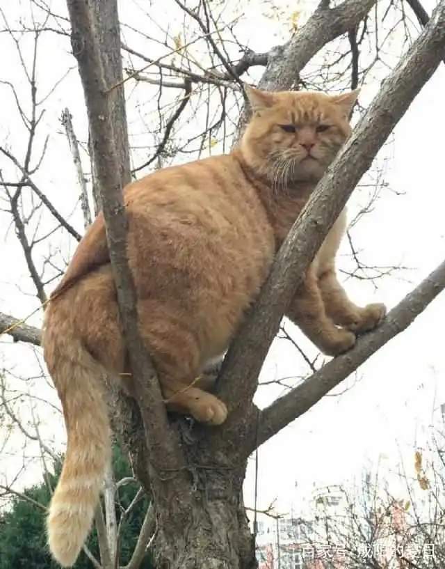 橘猫被一群狗追上树,狗有种你下来,猫有种你上来
