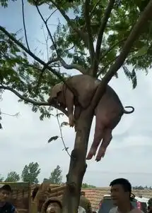 男人靠得住,猪都得上树,现在相信男人吧
