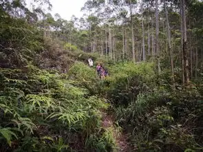 05月12日自驾穿越高明茶山aa品尝正宗柴火走地鸡限15人
