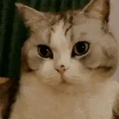 网红猫咪泡芙表情包二十二