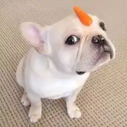 网红来福
