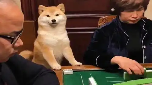 柴犬学打麻将,困了
