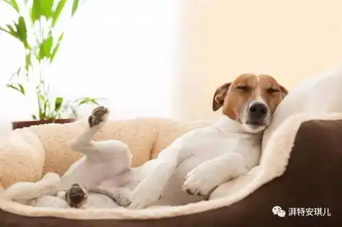 狗狗一天要睡好久啊睡觉那些有趣的知识
