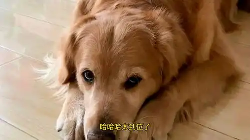 金毛米拉的表情太多了,女主人叫它表演生气,它立马开始展现演技
