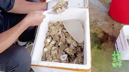 广西粉丝带了50斤生蚝过来,小易搞点土鸡甲鱼狗肉下酒
