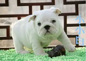 专业繁殖法国斗牛犬纯种包健康可来基地挑选