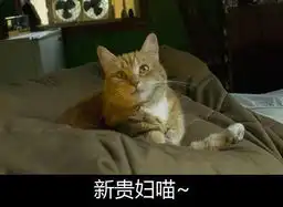 萌宠卖萌囧图第2弹主银,我也想冲浪图片13游侠图库
