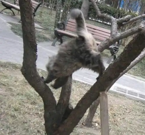 猫咪为何屡屡成为消防事件的主角

