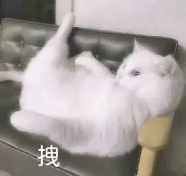 喵星人表情包i脑袋里在开party不晃都不行