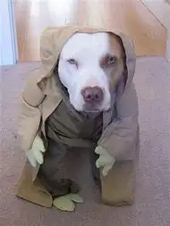 趣图搞笑狗狗cosplay
