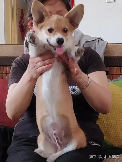 柯基有多可爱
